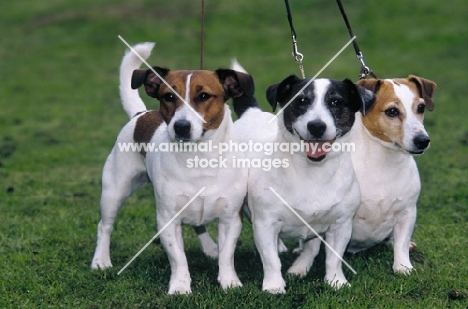 three Jack Russell Terriers on a lead