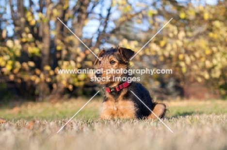 Airedale puppy lying on grass