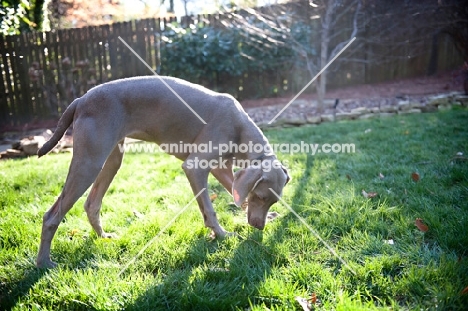 weimaraner sniffing grass