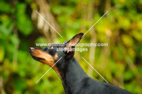 Miniature Pinscher looking ahead