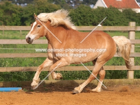 Haflinger galloping