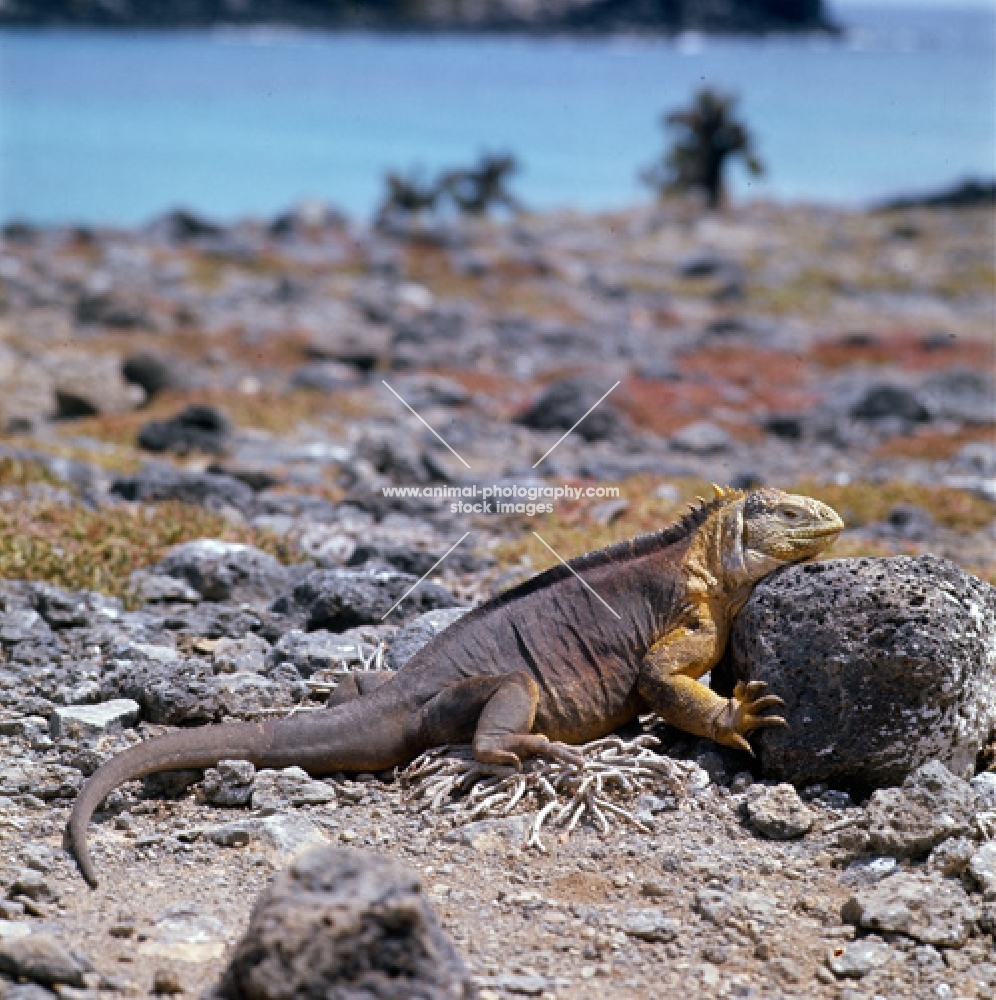 land iguana on south plazas  island, galapagos, resting head on rock sunbathing 