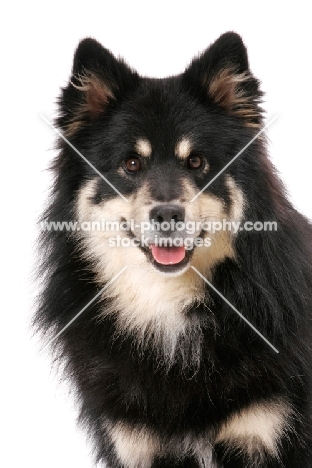 black and cream Finnish Lapphund on white background