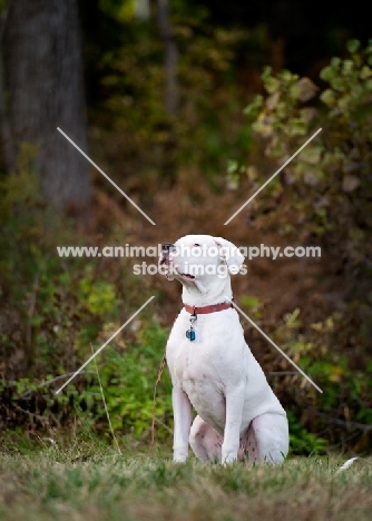 White Dogo Argentino sitting in front of woods.