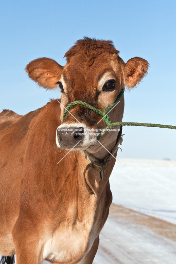 lovely Jersey cow with halter standing on snow covered road