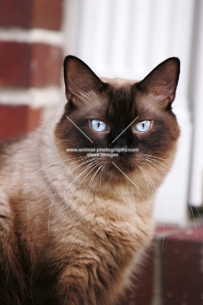 chocolate point siamese cat in america