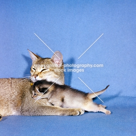 abyssinian cats, mother and kitten