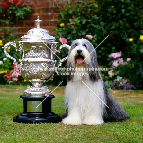 champion potterdale classic of moonhill (cassie), bearded collie with crufts bis trophy 1989