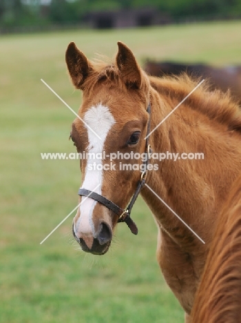 thoroughbred foal with blaze marking
