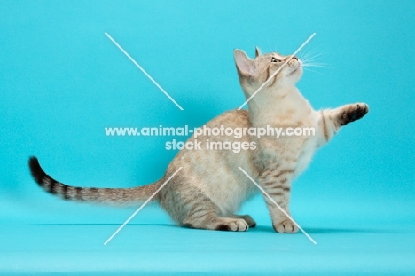 Seal (Natural) Mink Spotted Tabby Munchkin, one leg up