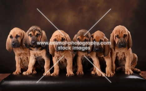 six Bloodhound puppies