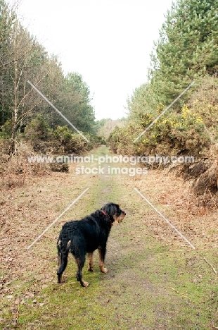 Rottweiler crossbreed on walk