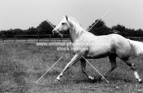 palomino mare trotting across field