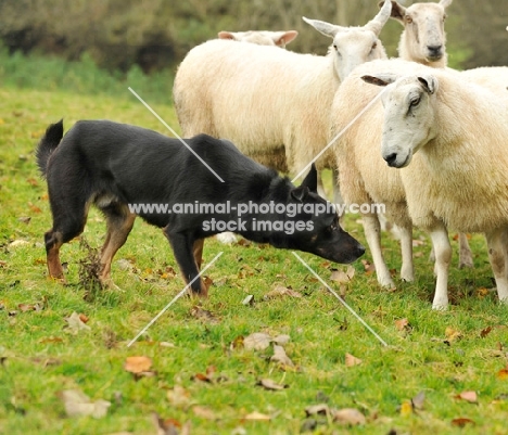 Australian Kelpie near sheep