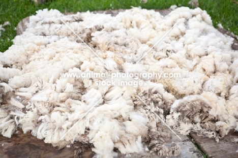 wool after shearing