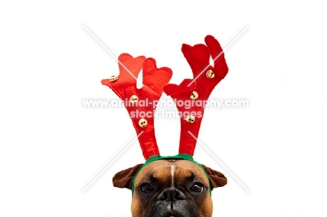 boxer wearing reindeer antlers