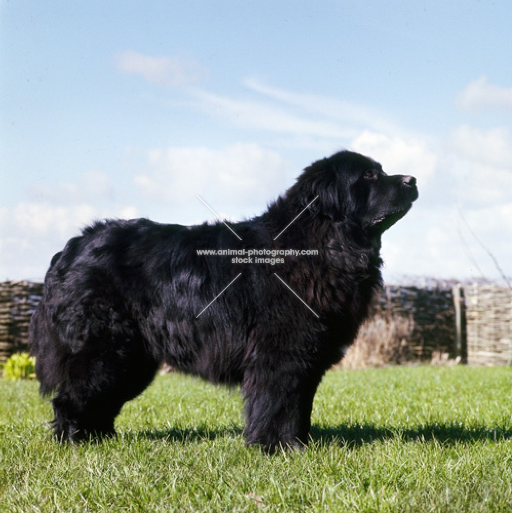 ch storytime whaler  newfoundland standing