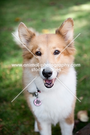 sheltie mix smiling into camera