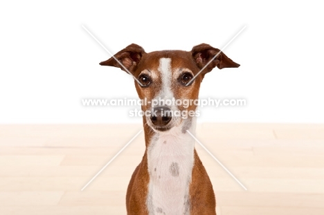 red and white Italian Greyhound, portrait