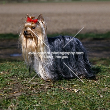 yorshire terrier standing, tricolore casanova