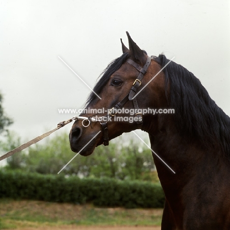 lusitano in lungeing caveson, head study