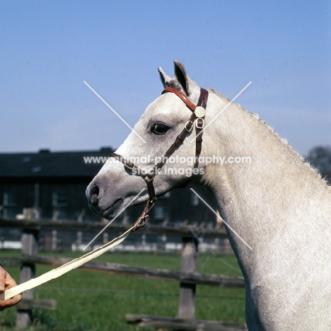 tetworth prince charming,  welsh pony (section b), head study