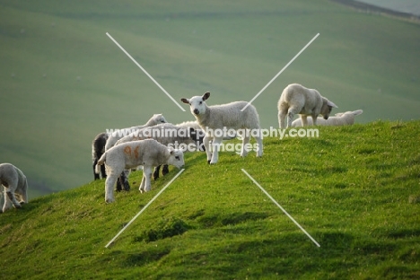 Texel Cross and Suffolk cross lambs