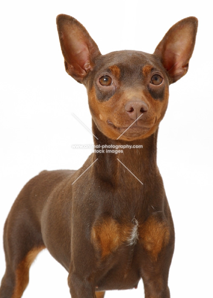 Chocolate & Tan Miniature Pinscher