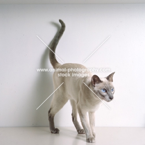 int ch lilac guy van siana, lilac point siamese cat 