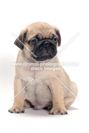 cute Pug puppy sitting on white background