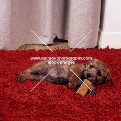 norfolk terrier puppy chewing a biscuit