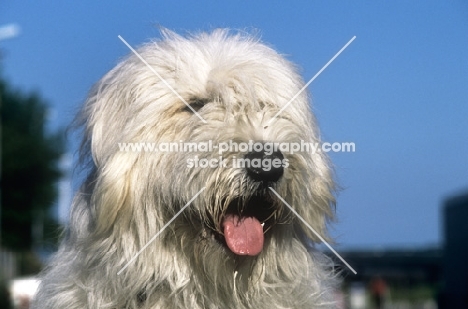 omar nortonia, south russian sheepdog, 