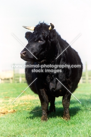 dexter cow front view