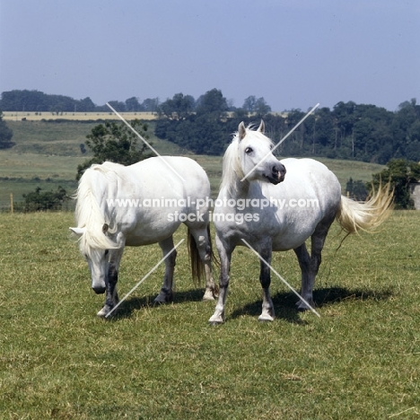 two Highland Pony mares walking on hill in gloucestershire