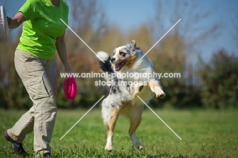 Blue merle australian shepherd jumping, waiting for owner to throw frisbee