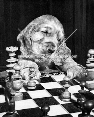 English Cocker Spaniel puppy playing chess