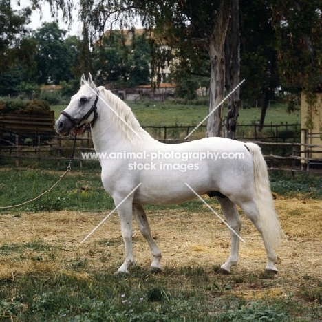 Lipizzaner stallion at monterotondo, italy