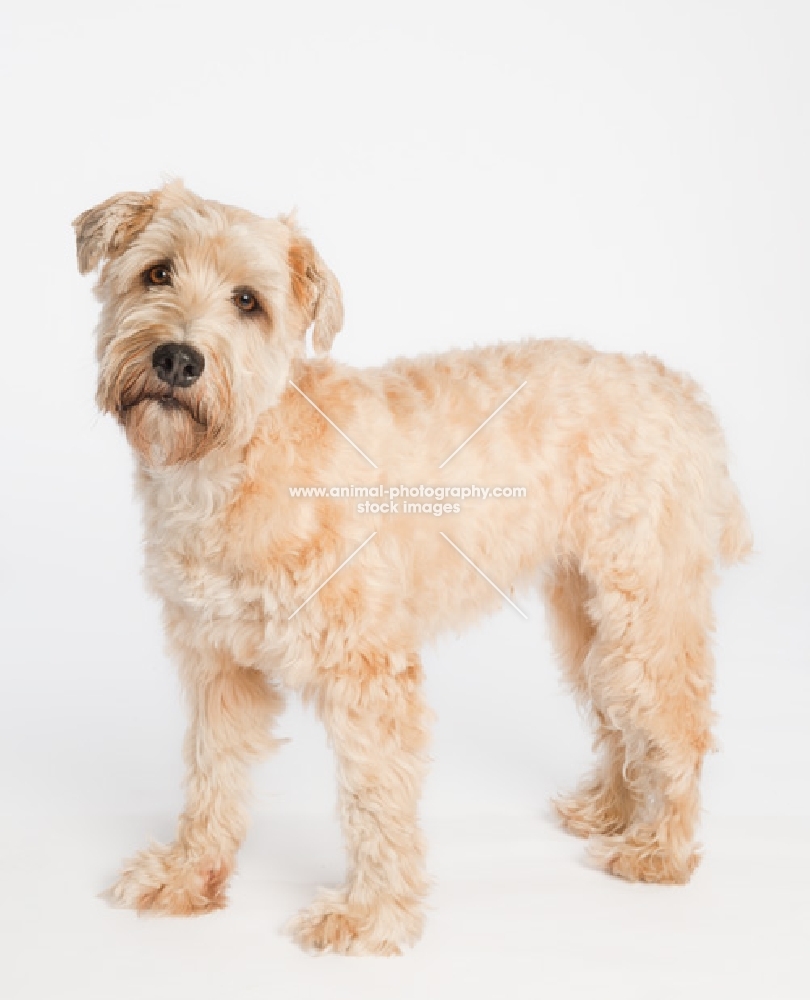 Wheaten Terrier looking sad