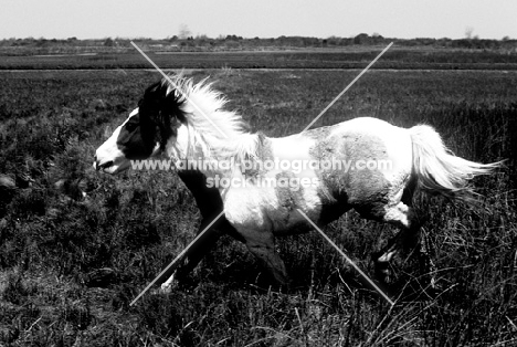 chincoteague pony trotting in the marshes on assateague island