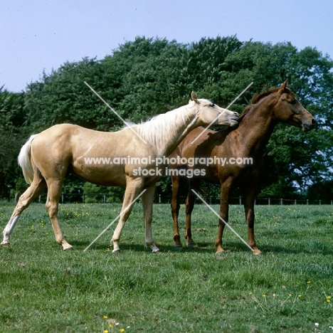 palomino nibbling a chestnut horse (unknown breed)