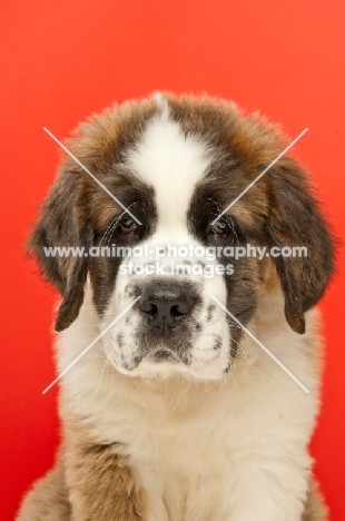 young Saint Bernard on red background