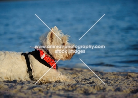 West Highland White Terrier lying on beach