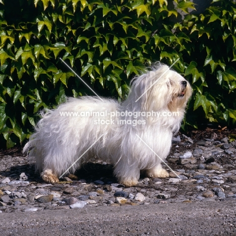 bimbo de la perle de l'ocean indien, coton de tulear standing on a path