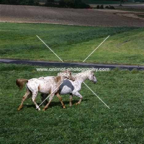 knabstrup mare and foal in denmark