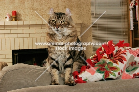 American Curl sitting on sofa in lounge