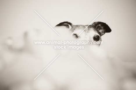 Grey faced Whippet peering over duvet bedding