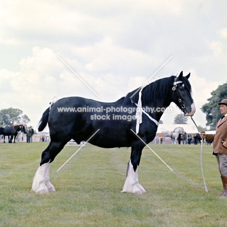 shire horse stallion at a show