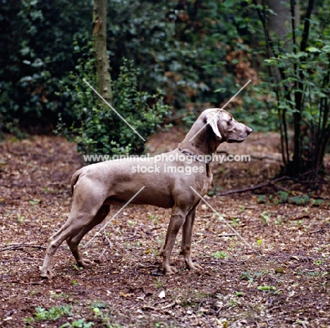 weimaraner standing in woods