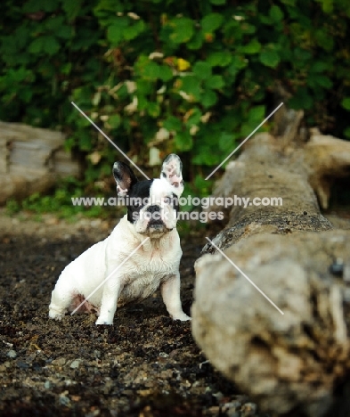 French Bulldog near log