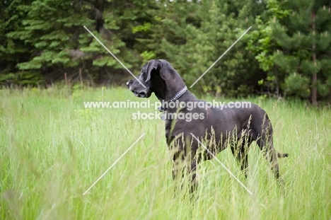 Black Great Dane standing in long grass.